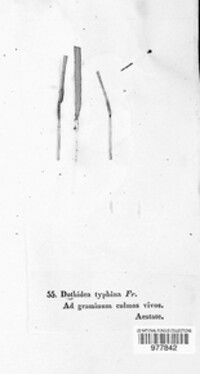 Epichloe typhina image